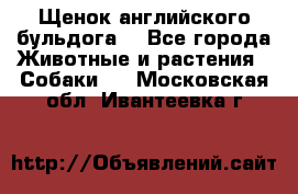 Щенок английского бульдога  - Все города Животные и растения » Собаки   . Московская обл.,Ивантеевка г.